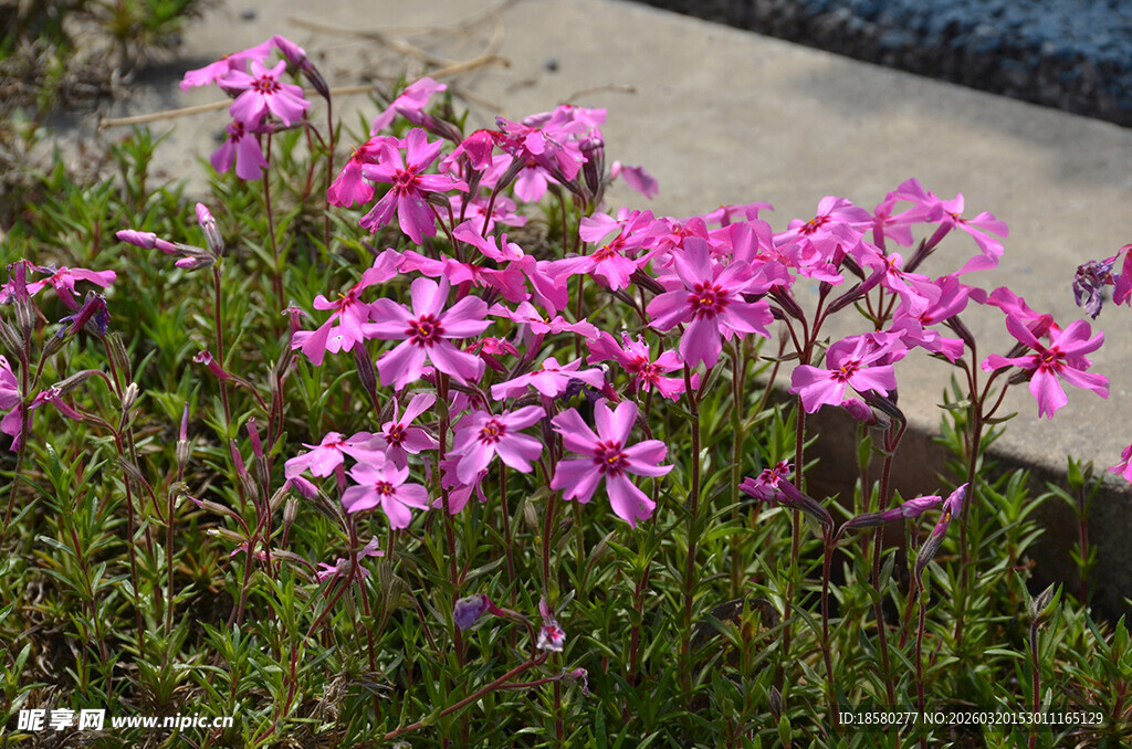 蔓马缨丹娇艳粉色花朵绽放