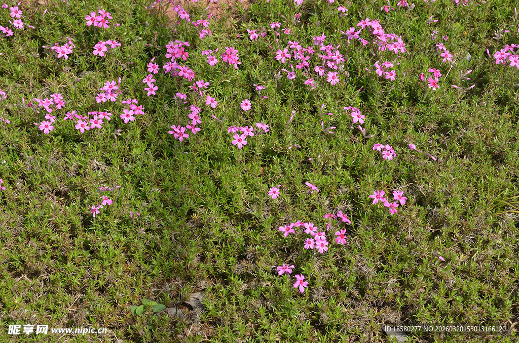 蔓马缨丹绿草间绽放的粉色小花