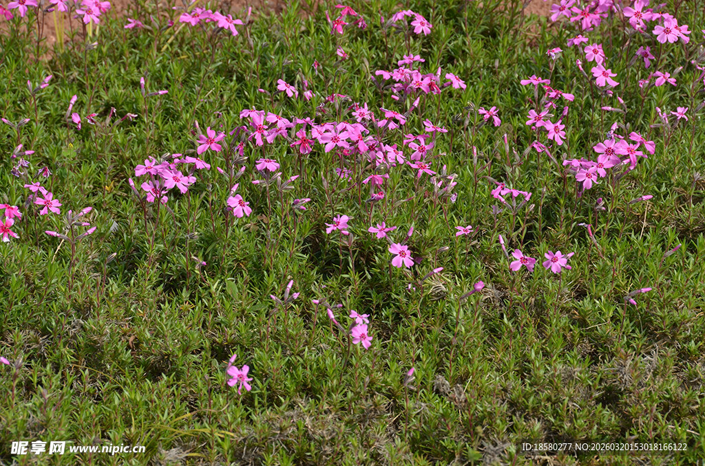 蔓马缨丹粉色野花盛开的草地