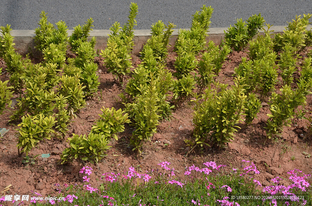 绿植与粉色小花的美丽景致