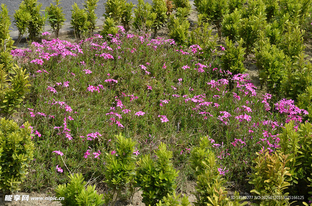 蔓马缨丹繁花点缀的绿植景观