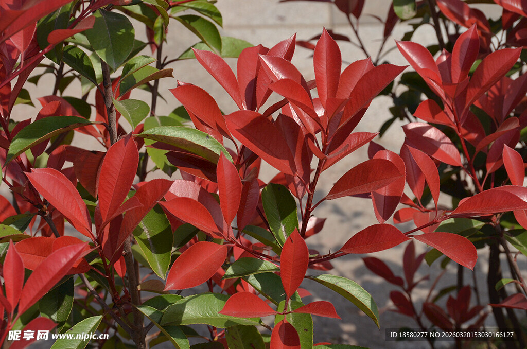 鲜艳红叶植物特写