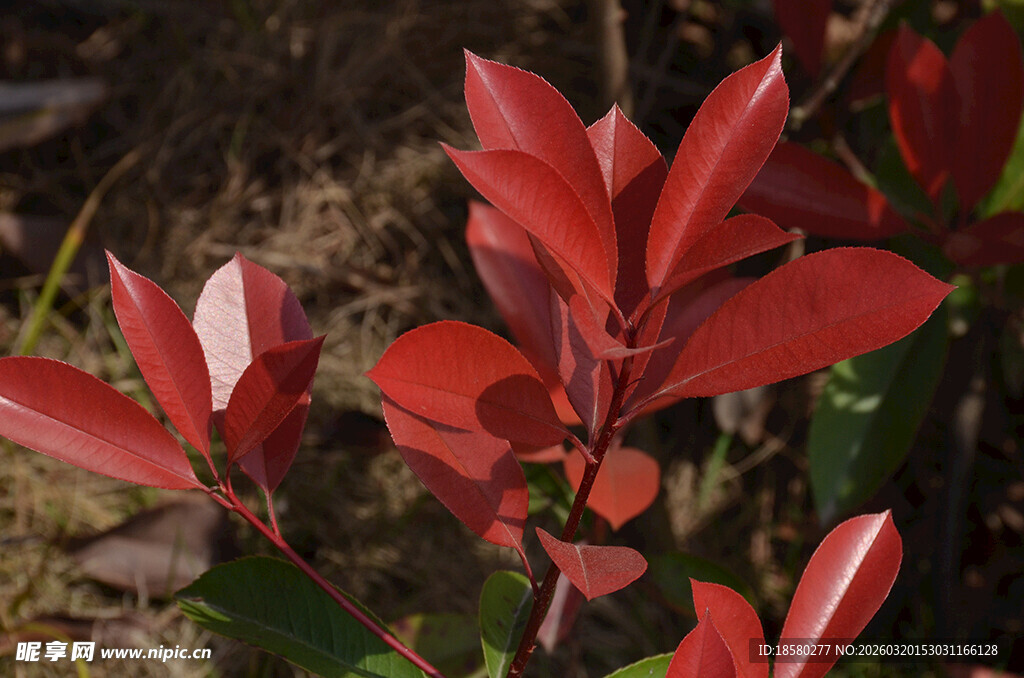 鲜红叶片植物特写