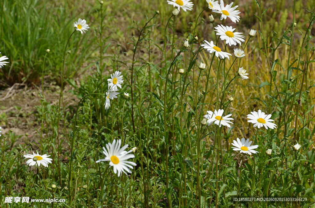 草地中的白色小雏菊绽放