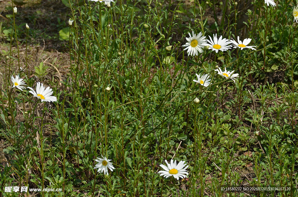 野外绽放的白色雏菊