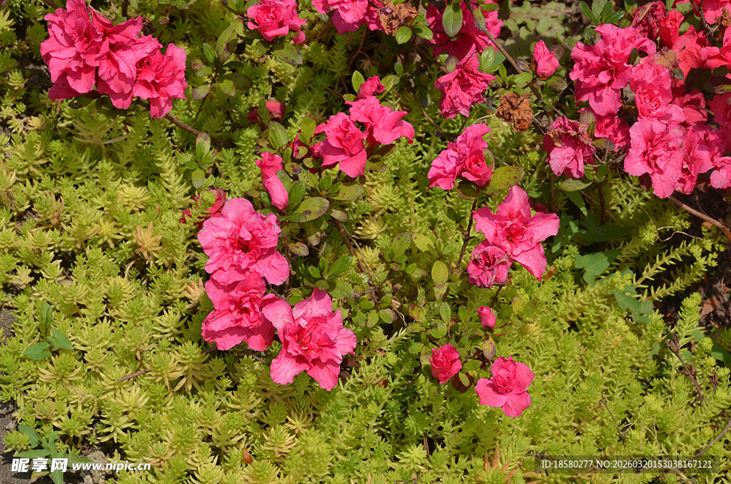 娇艳盛开的粉红色杜鹃花映山红