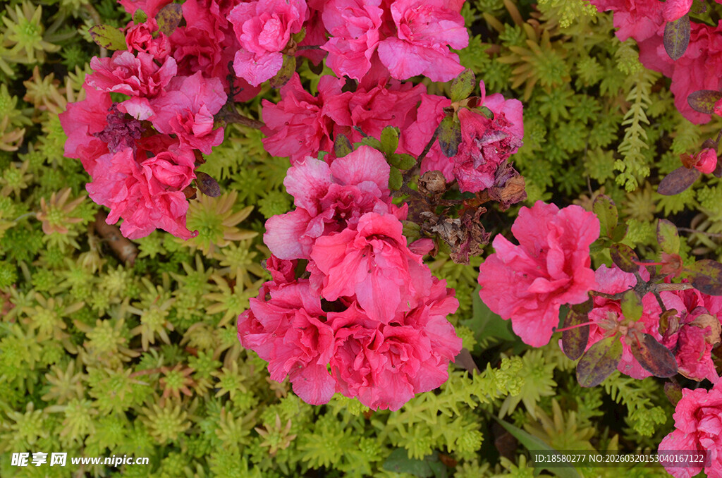 娇艳盛开的粉红色杜鹃花映山红