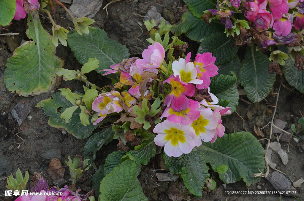 杜鹃花映山红多彩花卉绽放