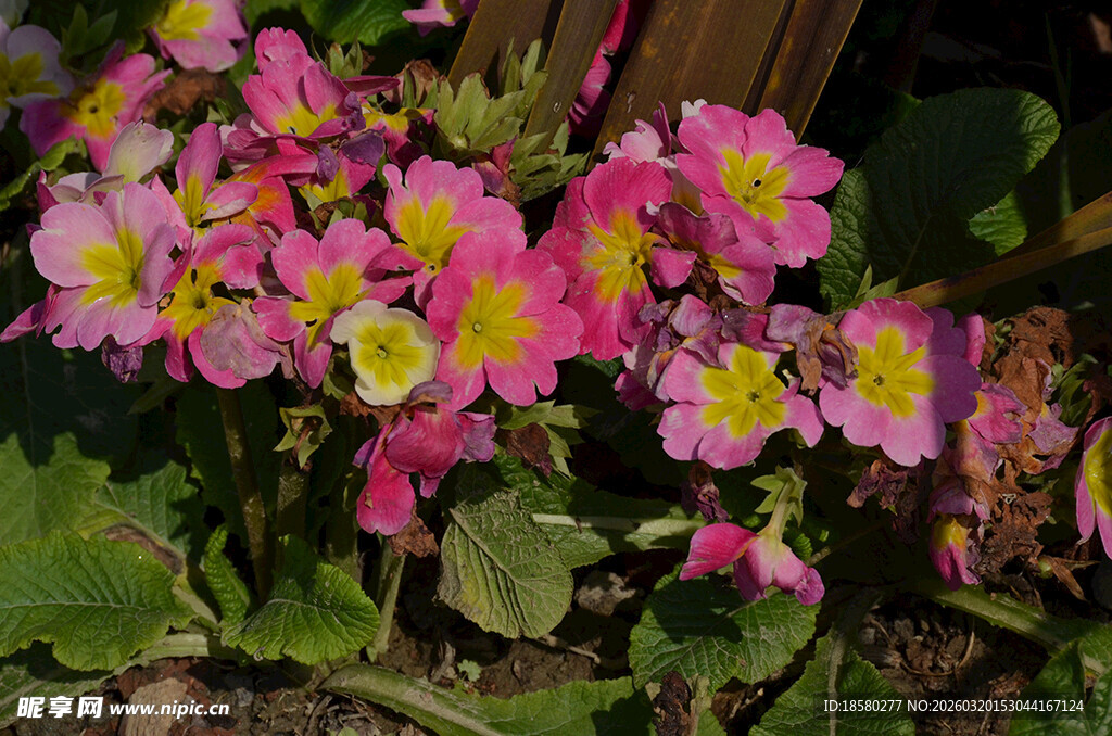 杜鹃花映山红娇艳报春花绽放