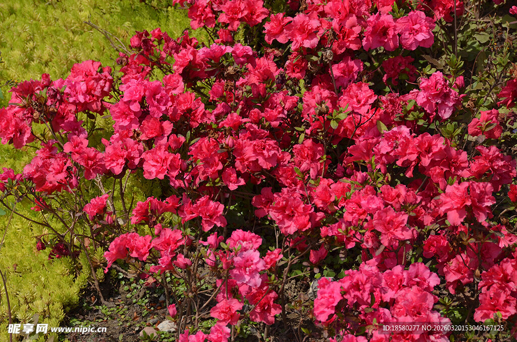 杜鹃花映山红艳丽玫红花朵绽放
