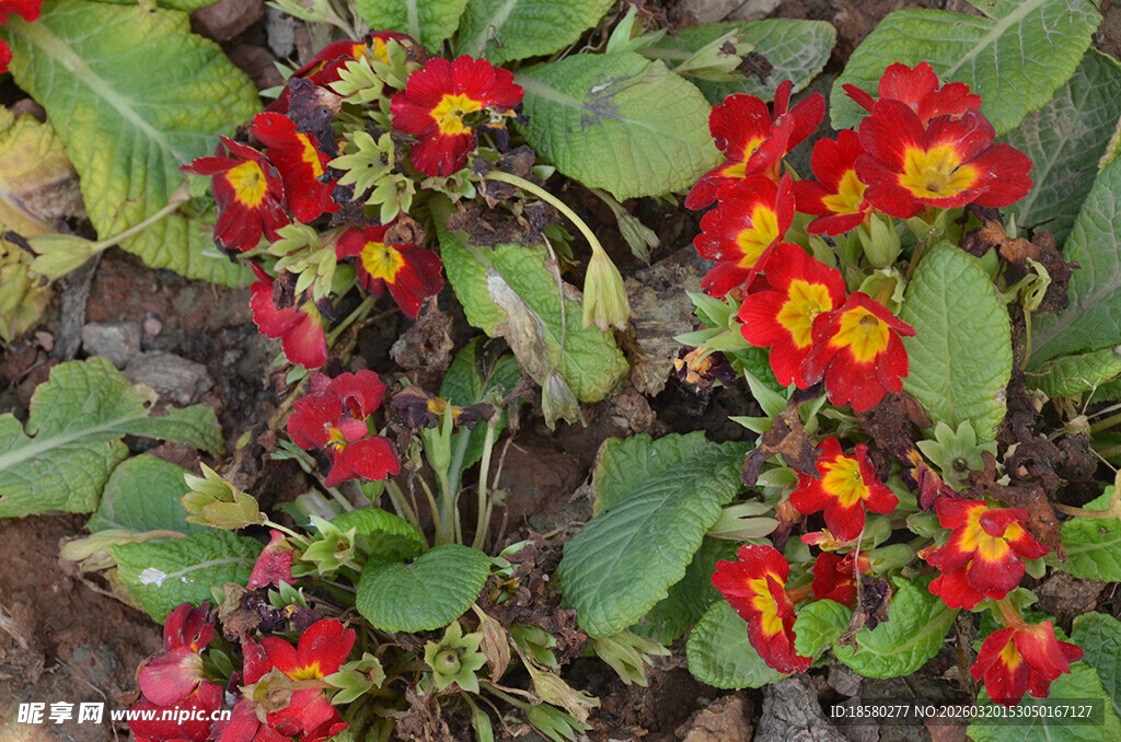 鲜艳多彩的花卉植物