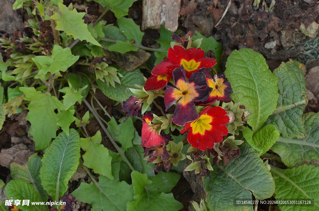 多彩报春花绽放绿叶间