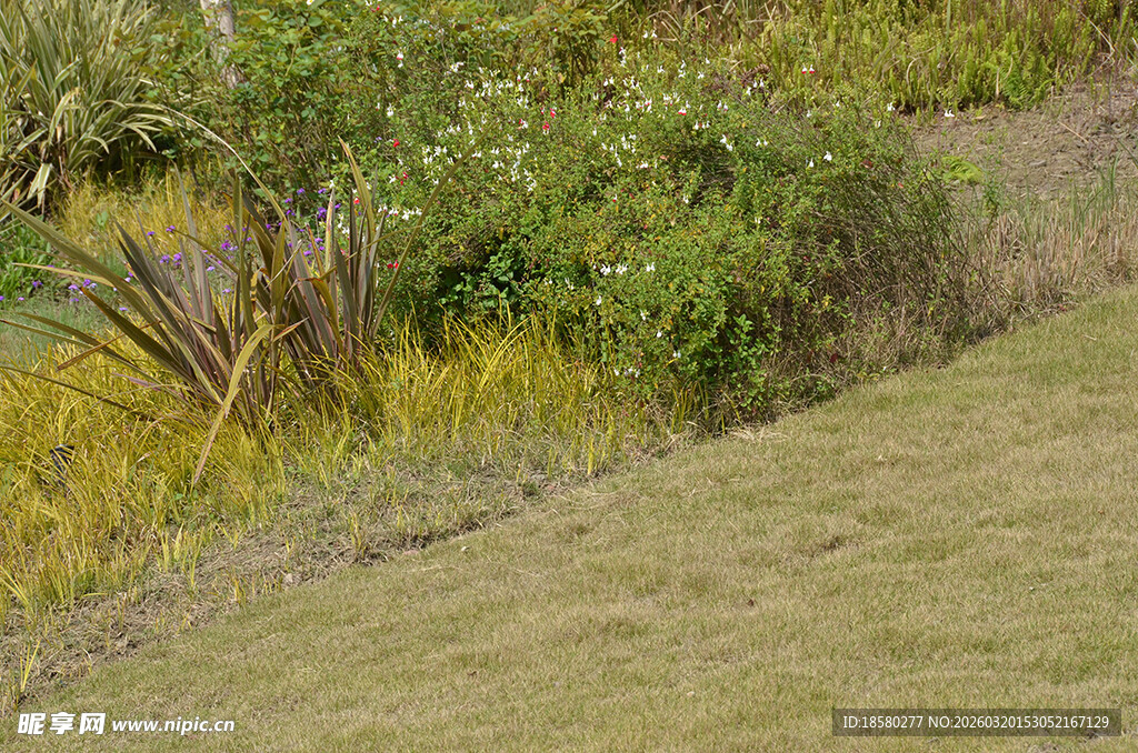 草地旁的繁茂绿植景观