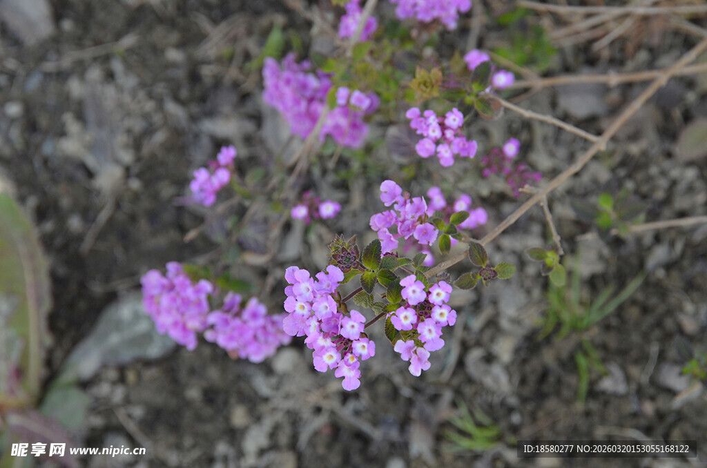 蔓马樱丹紫色小花绽放于地面