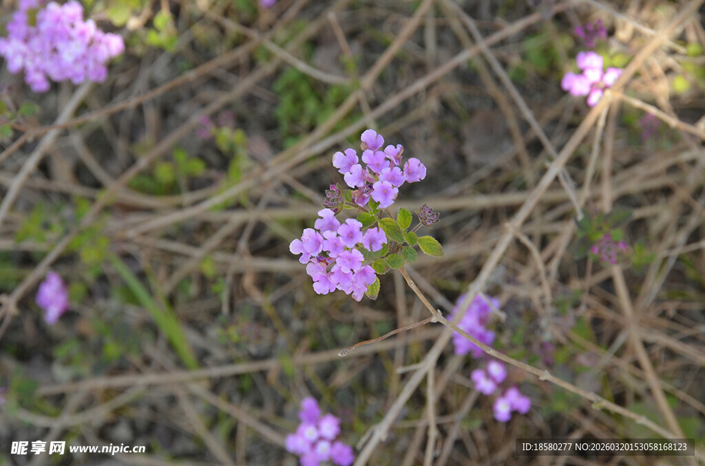 蔓马樱丹草丛中的紫色小花