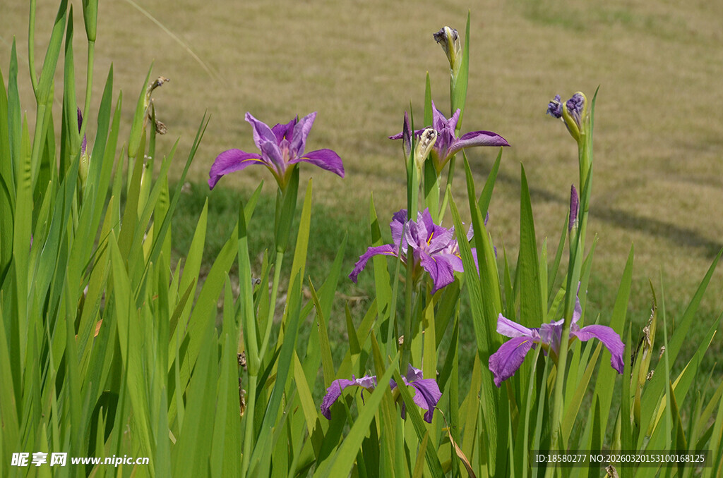 紫色鸢尾花绽放于绿草间