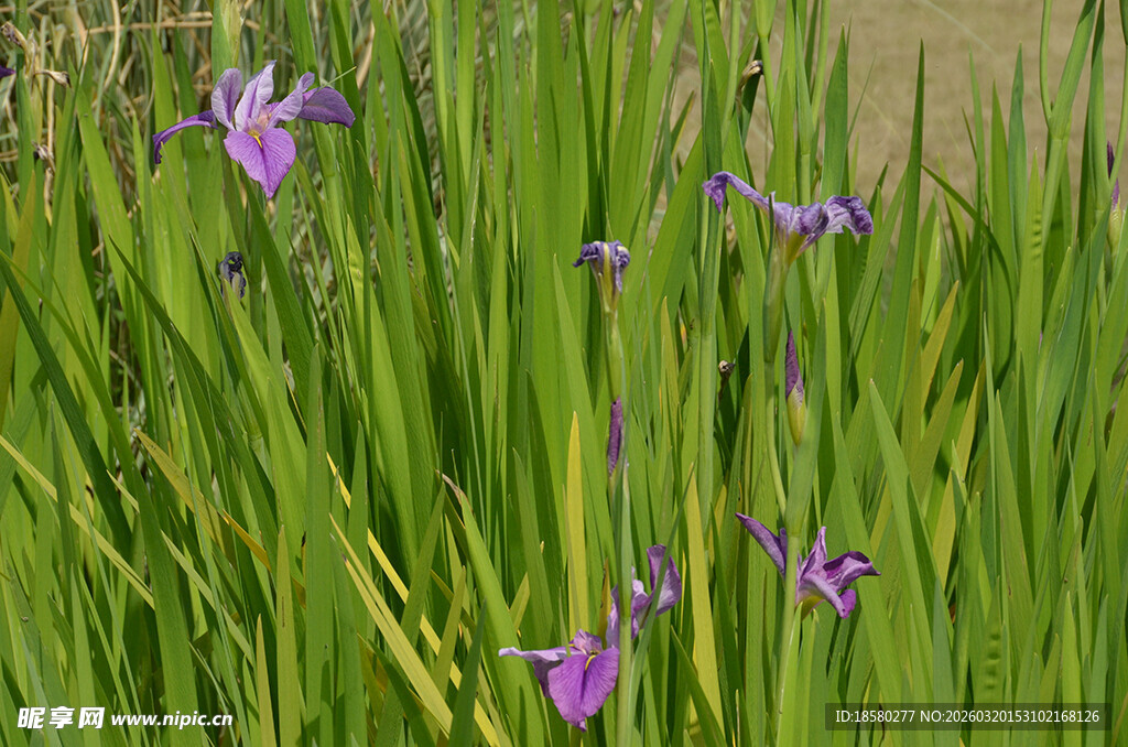 紫色鸢尾花绽放于草丛中