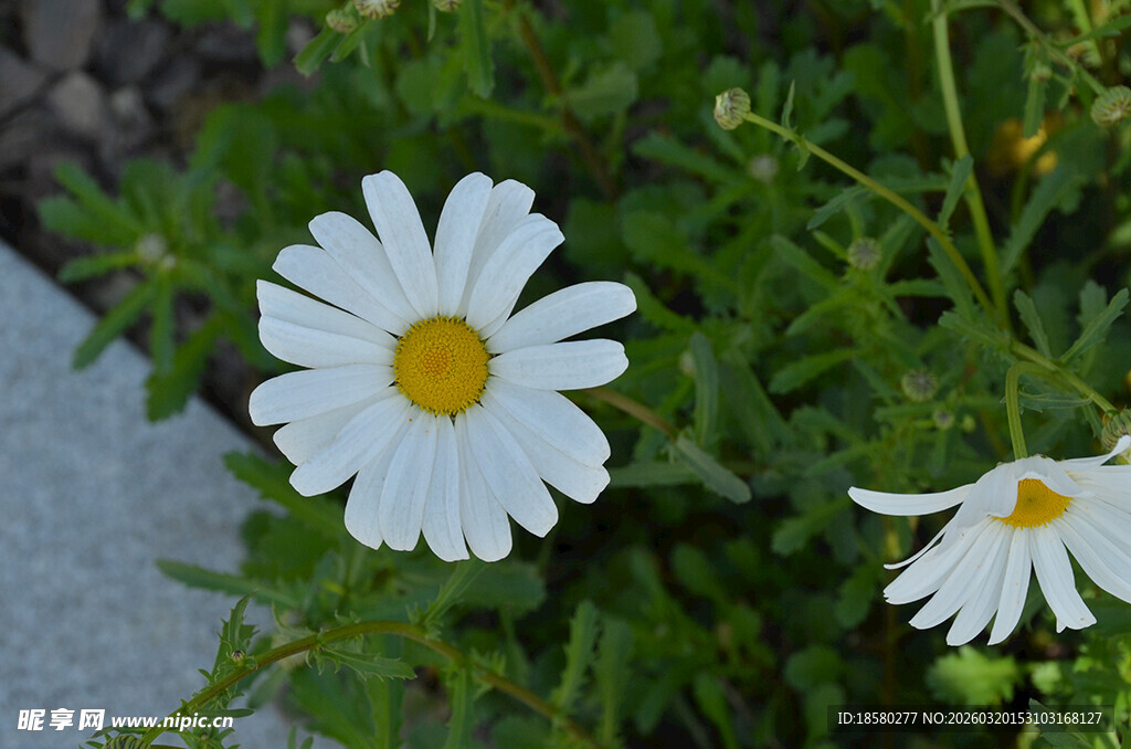 两朵清新小白菊绽放