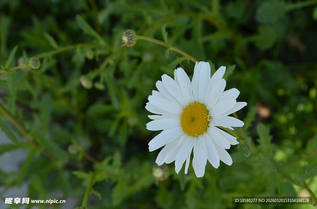 白色雏菊绽放于绿叶间