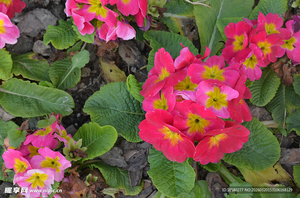 樱草花鲜艳报春花绽放