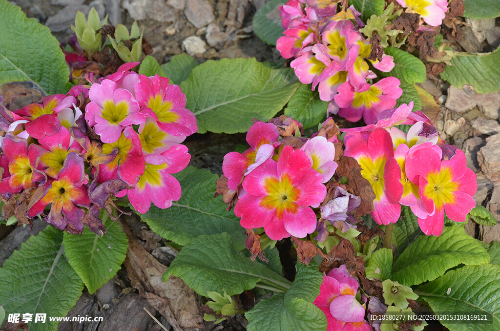 多彩报春花绽放于绿叶间