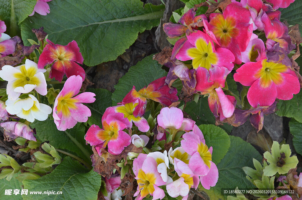 多彩报春花绽放