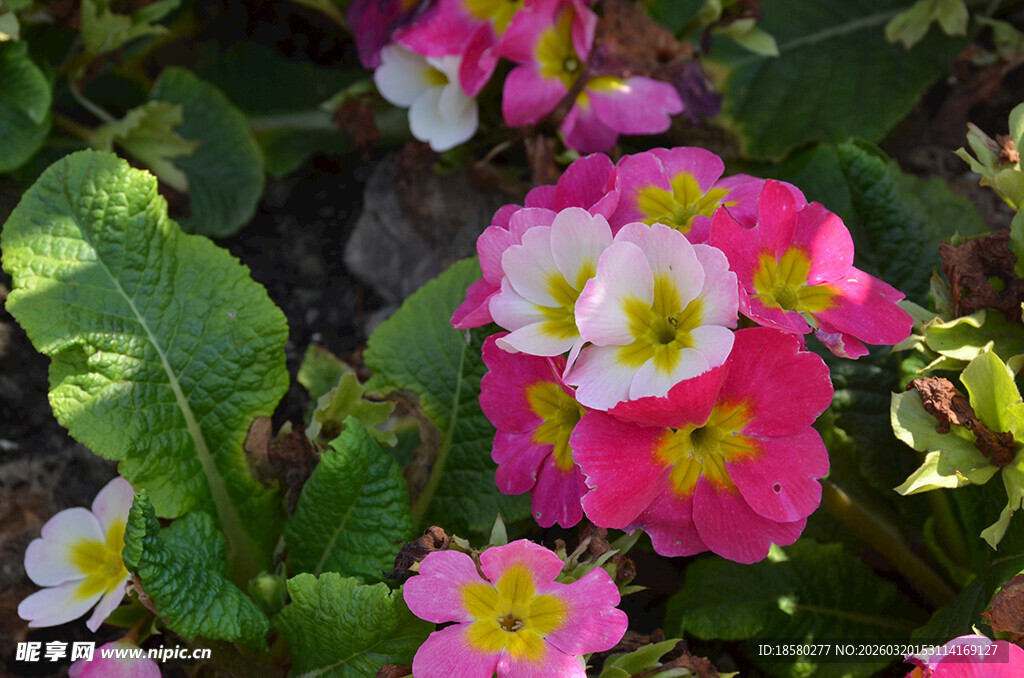 多彩报春花绽放美丽画面