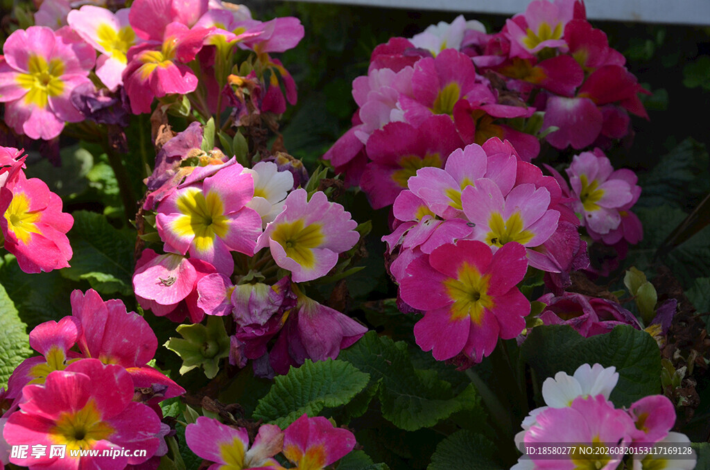 报春花樱草花多彩报春花绽放