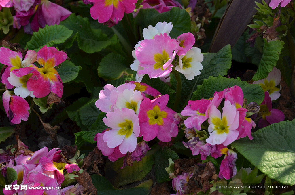 报春花樱草花娇艳粉色花卉绽放