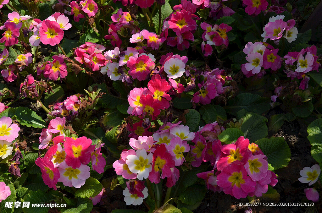 报春花樱草花多彩绽放的娇艳花卉