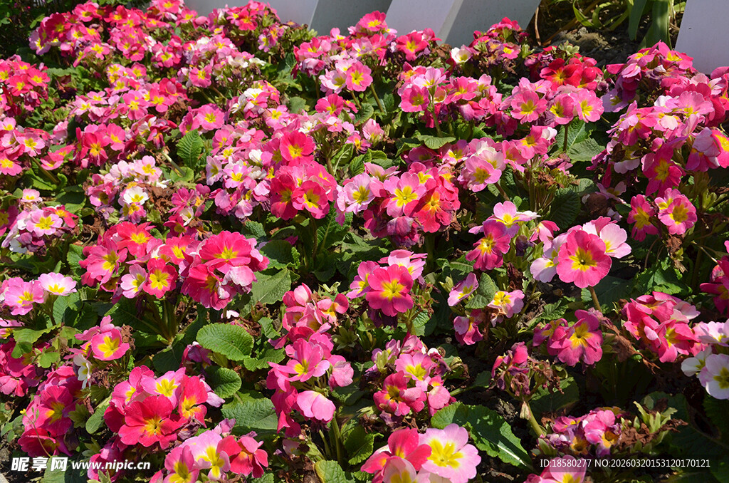 报春花樱草花缤纷绽放的多彩花卉