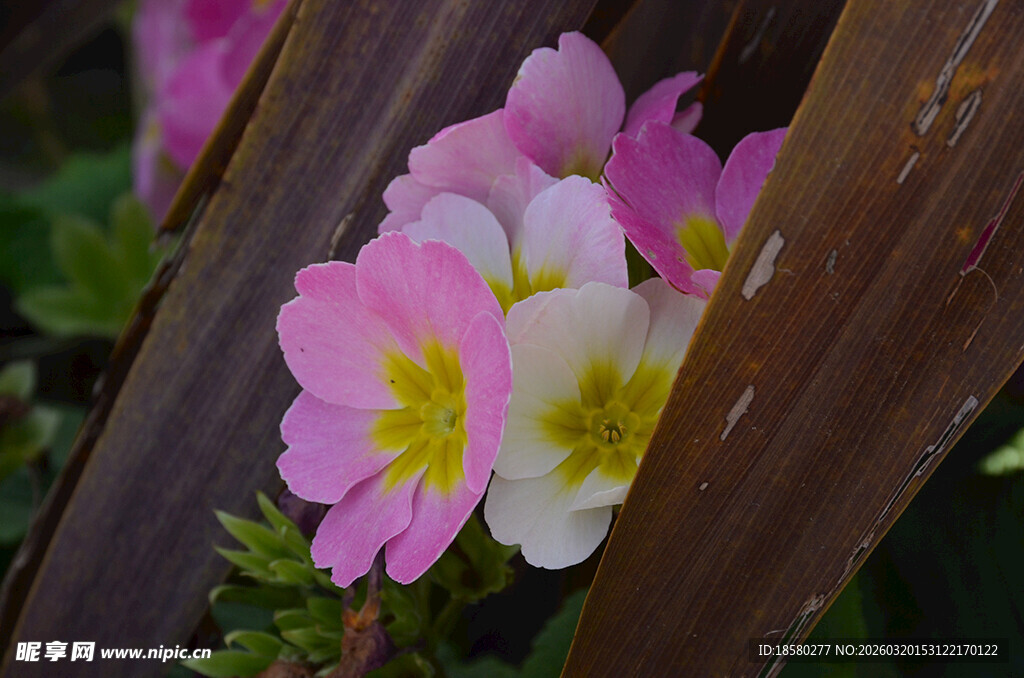绽放的娇艳花朵报春花樱草花