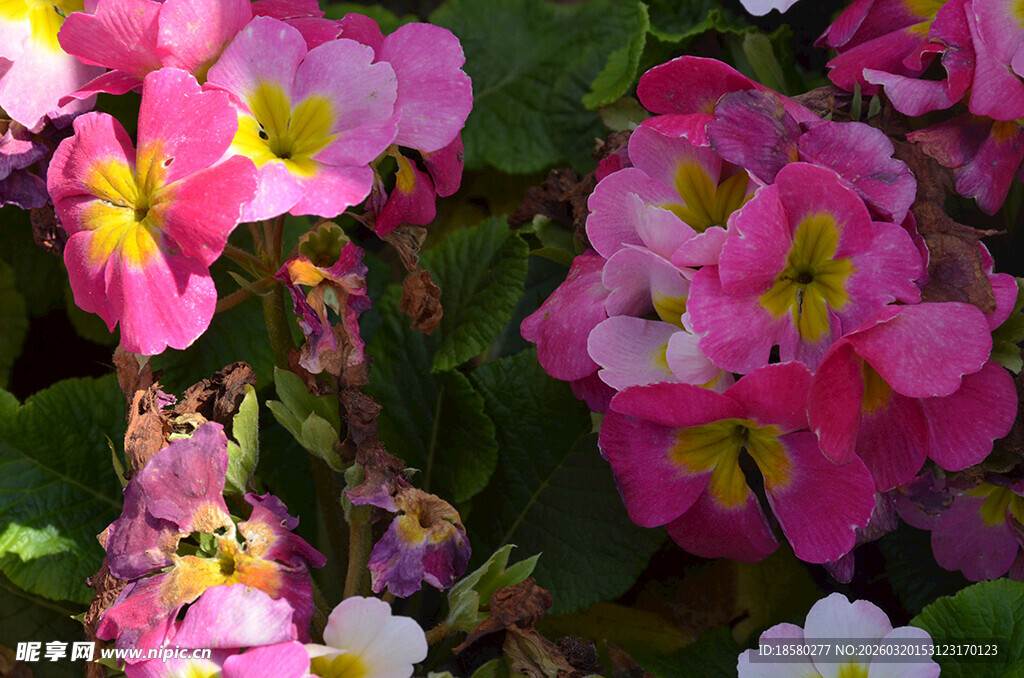 报春花樱草花娇艳多彩的美丽花卉