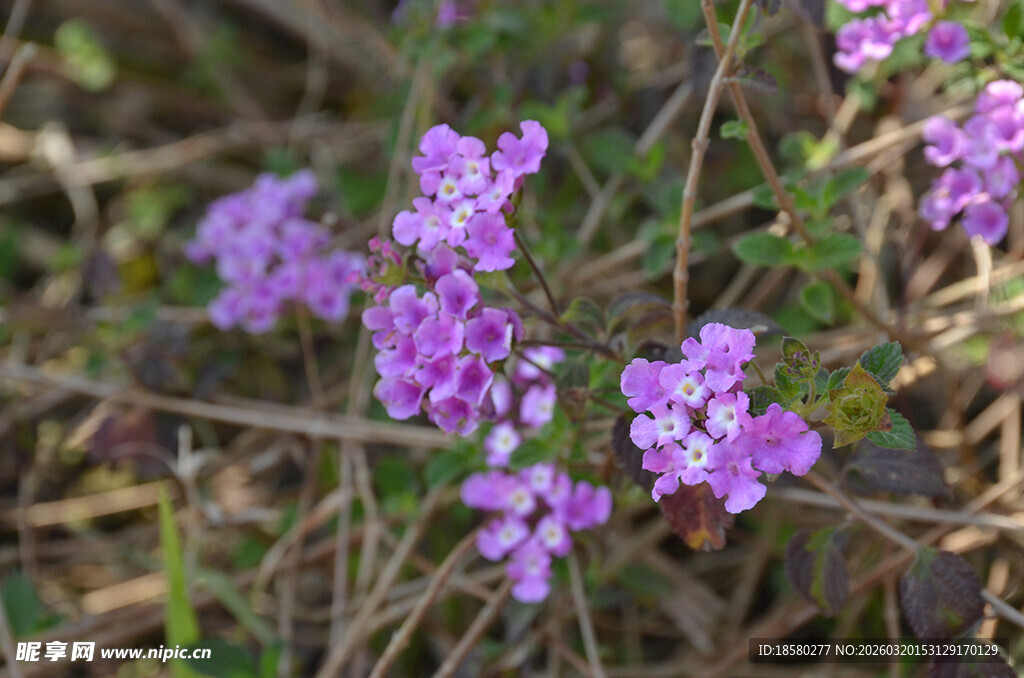 蔓马樱丹紫色小花绽放于草丛间