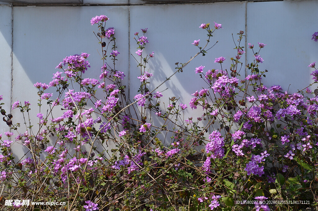 蔓马樱丹墙边绽放的紫色美丽小花