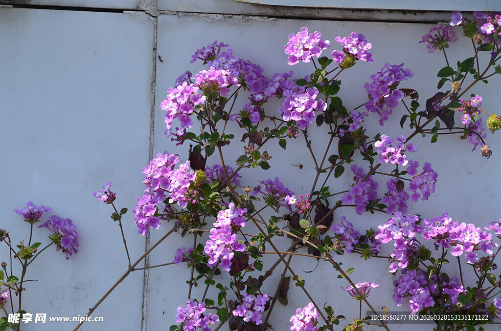 蔓马樱丹墙边绽放的紫色烂漫花朵