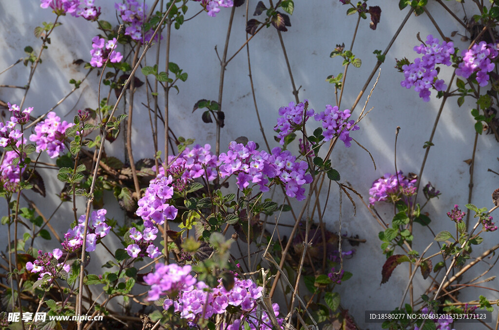 蔓马樱丹墙边绽放的紫色花卉