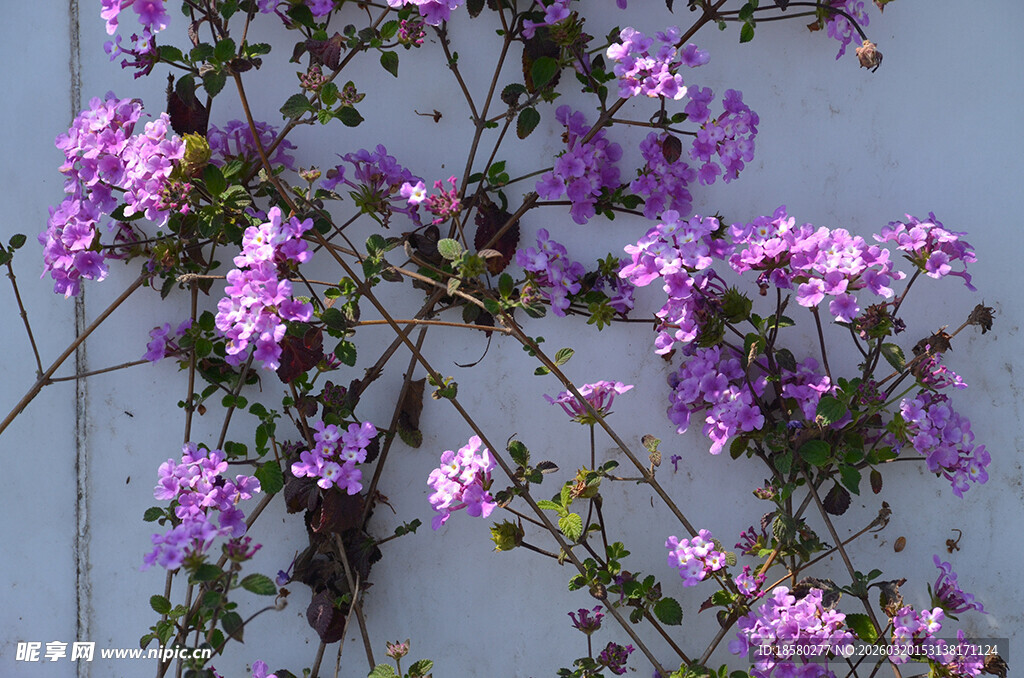 蔓马樱丹紫色繁花攀附墙面绽放