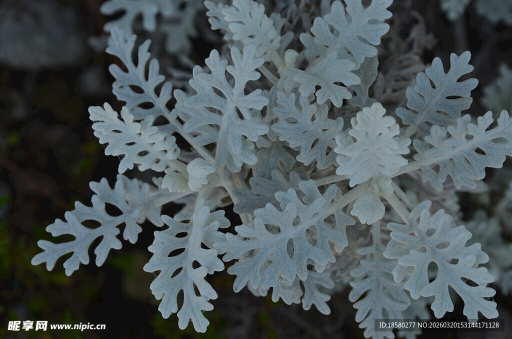 银白霜花银叶植物特写