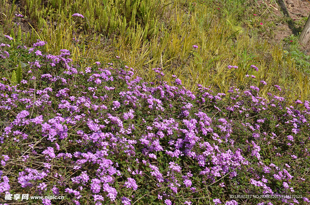 蔓马樱丹紫色野花绽放于草地