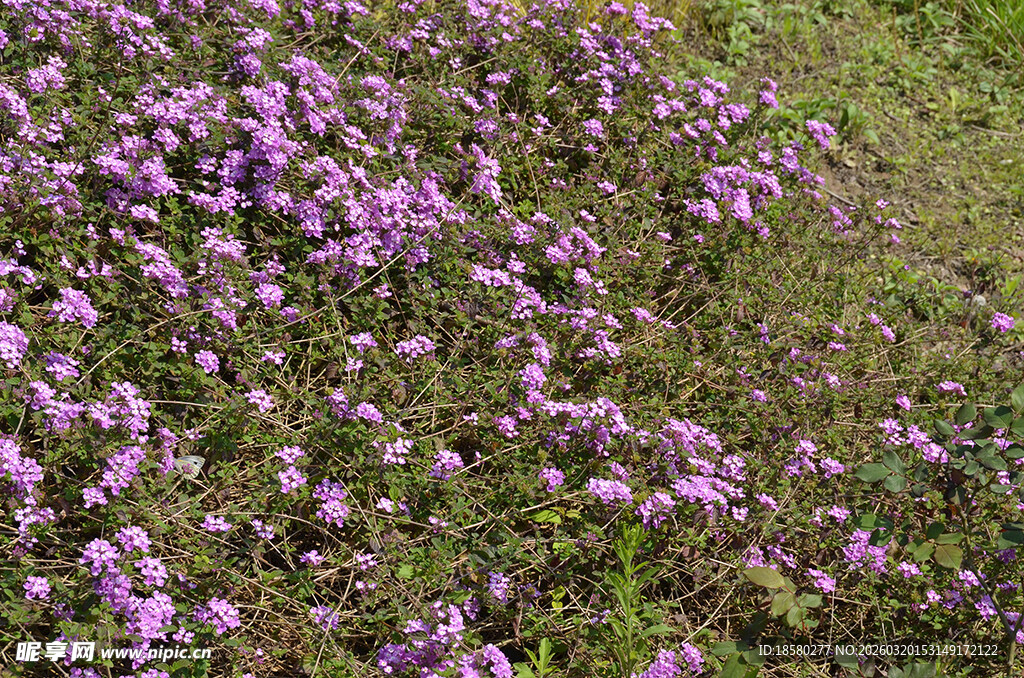 蔓马樱丹紫色花丛绽放于绿野