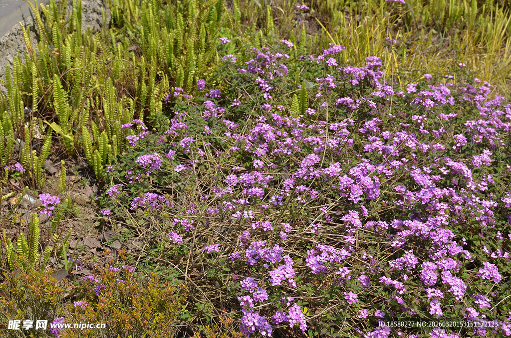 蔓马樱丹紫色小花绽放于草地间