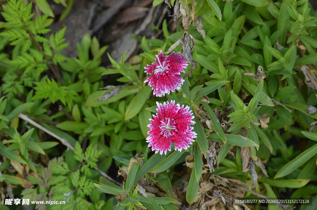 两朵娇艳石竹花于草丛中