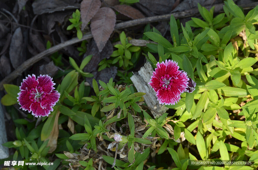 娇艳石竹花绽放于绿叶间