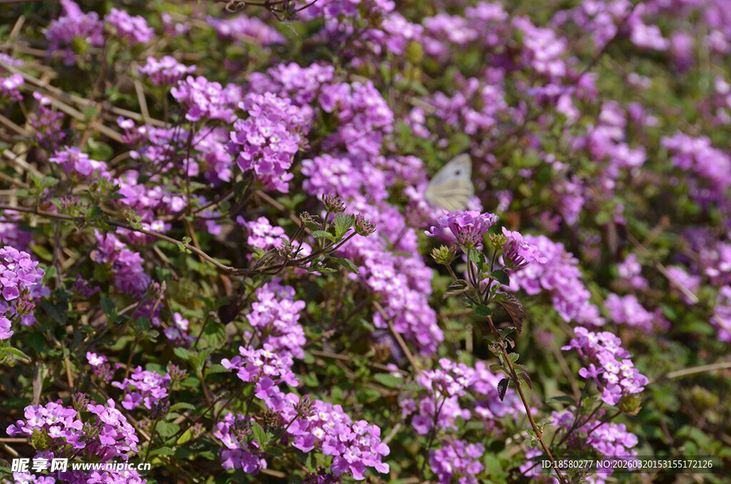 蔓马樱丹紫色繁花绽放的美丽景致