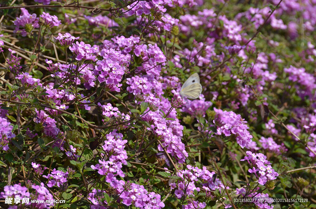 蔓马樱丹紫色繁花盛放的美丽景致