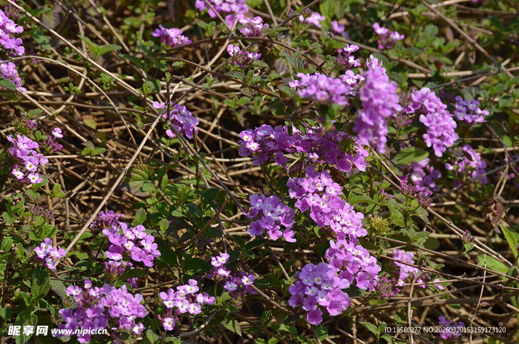 蔓马樱丹紫色小花绽放于草丛间