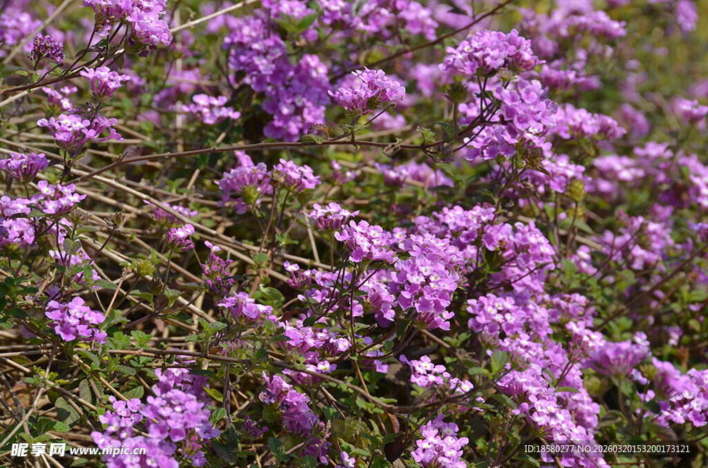 蔓马樱丹紫色小花丛绽放美景
