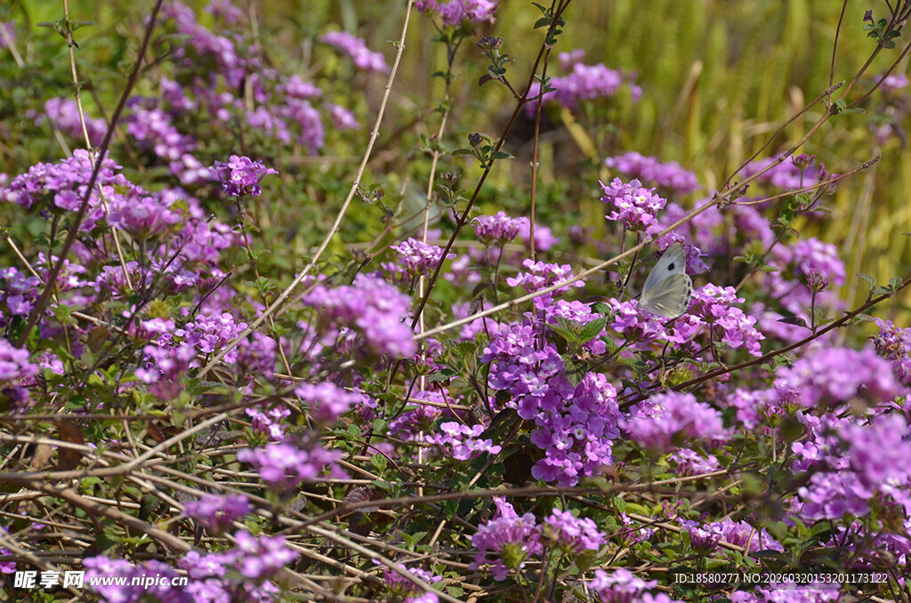 蔓马樱丹紫色野花绽放于草地间