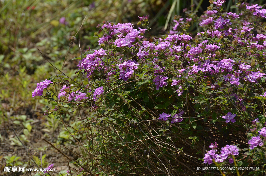 蔓马樱丹紫色花丛绽放